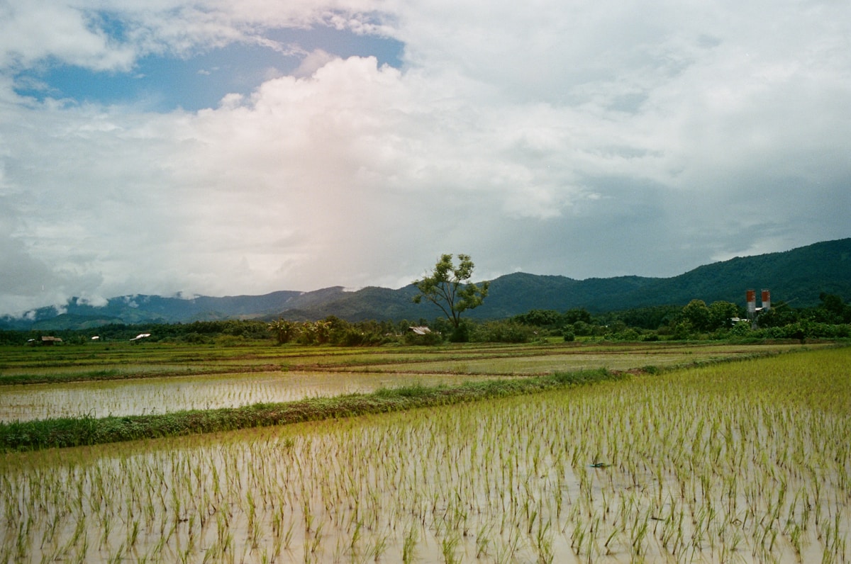ภาพประกอบ ที่ดินบรรยากาศธรรมชาติ สำหรับทำสวน ไม่ใช่ภาพแปลงจริง
