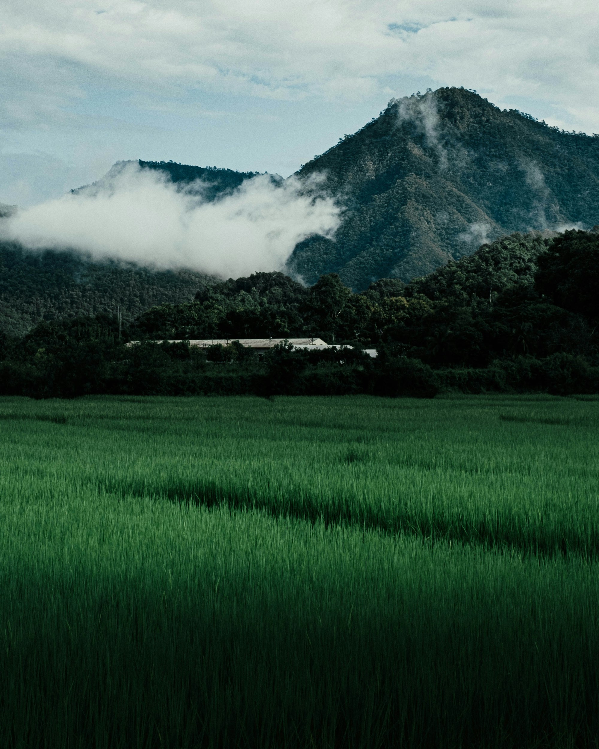 ภูมิทัศน์ทุ่งนาและภูเขาในเชียงใหม่ ใช้เป็นภาพประกอบ